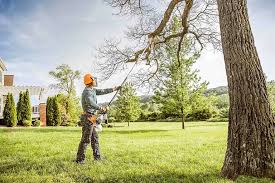 Best Tree Preservation Services  in Maple Plain, MN