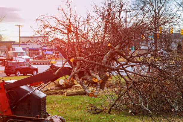 Best Stump Grinding and Removal  in Maple Plain, MN